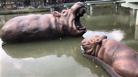 新竹動物園 河馬 樂樂 (讀者提供)