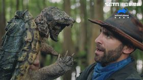 卡悠提,動物星球頻道,野地大膽王,德州,傳奇巨鱷龜,德州傳奇澤龜,拉斐爾
圖／動物星球頻道