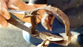 台灣動物緊急救援小組接獲民眾通報，指在高雄市前鎮區一處巷內有人放置捕獸夾；志工趕往處理，卻發現捕獸夾上貓掌直接折斷，只剩下貓咪的斷掌及一截白骨，爬滿螞蟻且腐爛發臭。（台灣動物緊急救援小組提供）