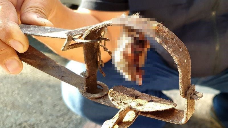 動保團救浪浪　發現剩貓掌白骨捕獸夾