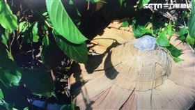 嘉義,熱死,熱衰竭,中署,嘉義縣