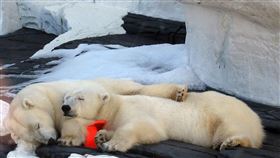 北極熊、熊（示意圖／翻攝自PIXABAY）