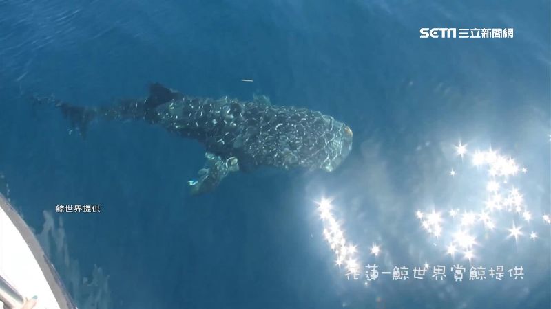 鯨鯊列保育動物　濫捕亂抓罰150萬