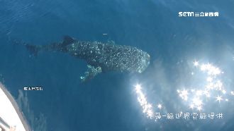 鯨鯊列保育動物　濫捕亂抓罰150萬