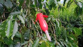 南投國姓防治咖啡果小蠹　高掛誘捕器如紅燈籠南投縣國姓鄉咖啡產區近年受咖啡果小蠹危害，導致產量減少，農委會茶改場研發出改良型紅色誘捕器，懸掛在樹間彷彿紅燈籠。（水保局南投分局提供）中央社記者蕭博陽南投縣傳真　109年5月6日