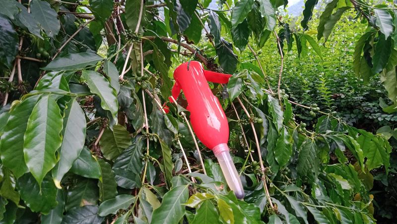 南投防咖啡果小蠹　掛誘捕器如紅燈籠