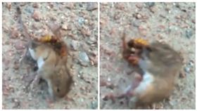 老鼠,殺人蜂,虎頭蜂,激戰（圖／翻攝自推特@welcomet0nature）