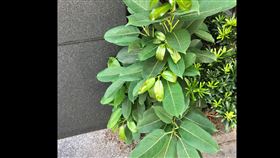 庭院,榕樹,雀榕,裂牆,裂地,建築破壞者,建築毀滅者