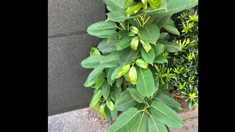 家突冒小樹是啥？ 行家揭真相：快拔