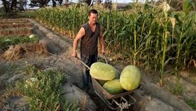 年輕遭酒駕撞成長短腳，現在口腔癌第三期，呂爸爸在雲林種西瓜盼養活一家人（臉書光線提供）