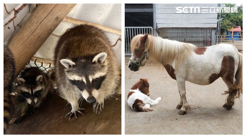 媽媽樂！「頑皮世界」喜迎動物新生兒