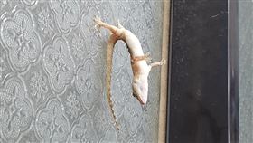 壁虎,下腰,爆廢公社,動物
https://www.facebook.com/photo.php?fbid=3551077478242501&set=pcb.3563337323716185&type=3&theater&ifg=1