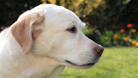 拉不拉多,狗（圖／翻攝自pixabay）