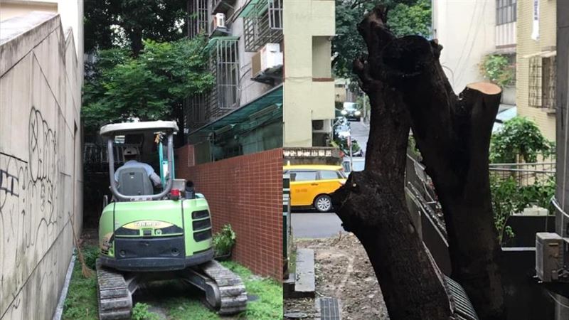 砍錯了？台師大誤殺百年老樹居民氣炸
