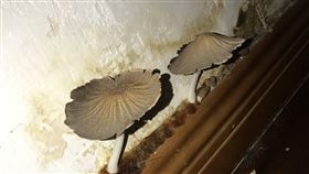 浴室牆角長出菇菇怎辦？這1招秒清除（圖／翻攝自PTT）