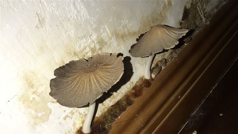 浴室牆角長出菇菇怎辦？這1招秒清除