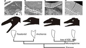 恐龍的後代－鳥類，究竟如何躲過6500萬年前的大滅絕事件，台灣研究團隊利用「同步輻射穿透式X光顯微術」研究分析牙齒特徵，終於找到答案。（圖取自BMC進化生物學網頁bmcevolbiol.biomedcentral.com）