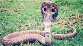 眼鏡蛇,毒蛇　圖／pixabay