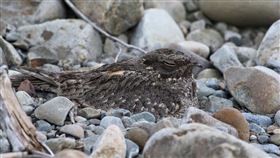 夜鷹,睡覺,早上,作息,PTT　圖／翻攝自臉書