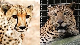 獵豹,花豹,差異,PTT