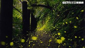 抹茶山,礁溪老爺,螢火蟲
圖／礁老提供