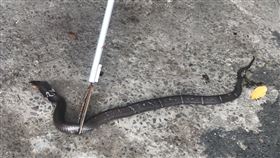 眼鏡蛇,社子島,陳政忠,台北/翻攝臉書