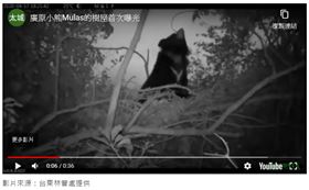 台灣黑熊樹上築窩是天性！目前接受野放訓練的廣原小熊姆拉斯（Mulas）在隱密的5公尺高樹枝上築窩，還會將食物藏在窩內，既可以讓自身安全，也不怕食物被搶。(圖/翻攝自Youtube)