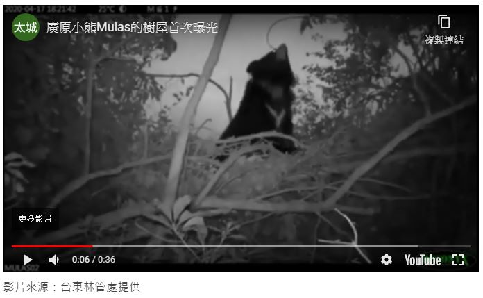 樹上築窩是天性　Mulas樹屋曝光
