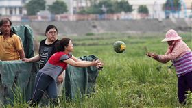 （圖／龍井區農會提供）