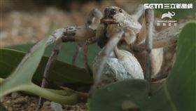 動物星球頻道,動物檢定,母親節,紅毛猩猩,狼蛛
圖／動物星球頻道提供