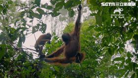動物星球頻道,動物檢定,母親節,紅毛猩猩,狼蛛
圖／動物星球頻道提供