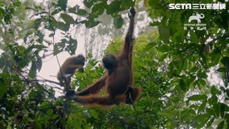 紅毛猩猩非天生會爬樹！要靠媽教8年