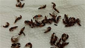 高雄鳳山、楠梓隱翅蟲升溫　高市府挨轟：都不處理，「請用拆招牌速度處理好嗎？（圖／翻攝自公民割草行動）