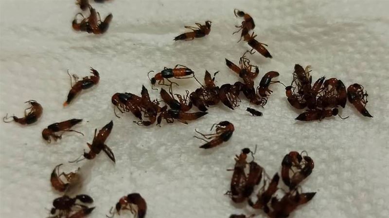隱翅蟲一晚狂冒50隻　高雄民眾嚇壞