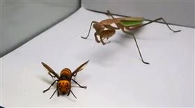 殺人蜂PK螳螂！500萬人看牠吸腦
大虎頭蜂,殺人蜂,螳螂,美國,養蜂人
翻攝自推特Nature is Metal