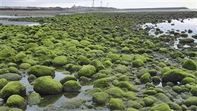 苗栗苑裡海岸綠藻大爆發（1）有民眾近來發現，苗栗縣苑裡鎮西平里海邊也有類似北海岸老梅綠石槽美景，海岸石礫覆蓋一層綠藻滸苔，宛如散落西海岸的成片綠寶石。（民眾提供）中央社記者管瑞平傳真　109年5月8日