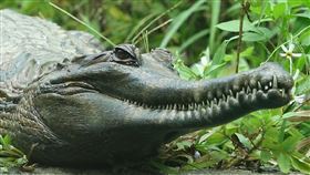 馬來長吻鱷