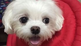 狗,羞恥圈,羞恥,飼主,PTT　圖／翻攝自PTT