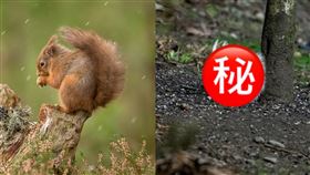 超可愛！紅松鼠「毛色雪白」絕美現身
英國,歐亞紅松鼠,白變症,可愛,稀有
翻攝自Saving Scotland’s Red Squirrels
Chris Eddington、Raymond Leinster攝影