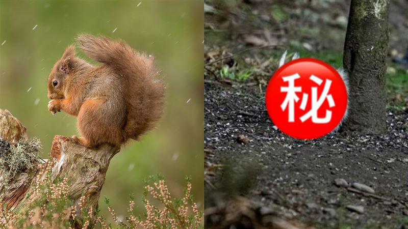 超可愛！紅松鼠「毛色雪白」絕美現身