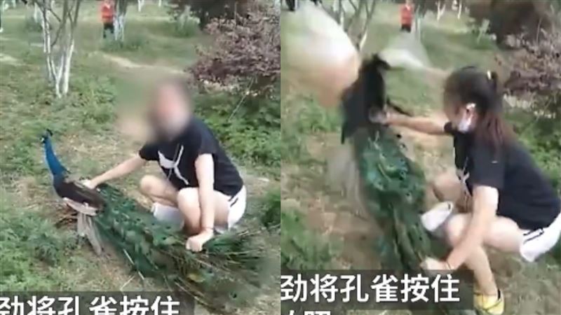 狠壓孔雀拔毛打卡　園方：我管不住…