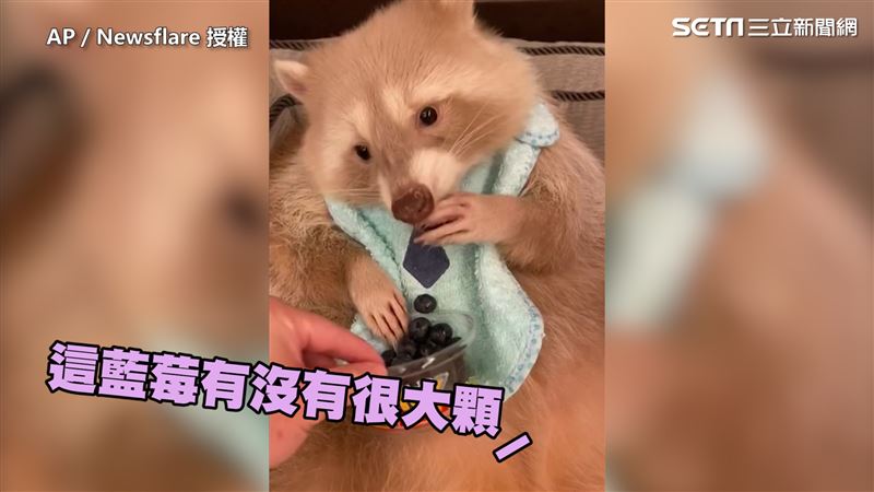 小浣熊一口接一口　耍大爺捧藍莓狂吃