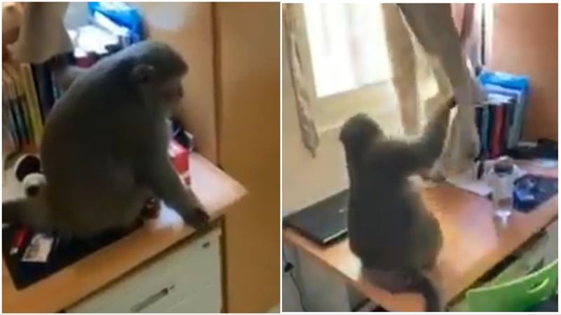 獼猴出沒市區！攀牆開窗闖雲科大宿舍