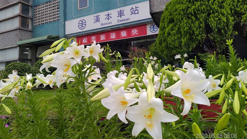 三千鐵砲百合綻放　漢本站成賞花秘境