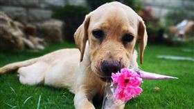 海關,緝毒犬,狗狗,母親節,康乃馨（圖／翻攝自海關緝毒犬臉書）