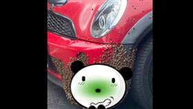 蜜蜂,車子,保險桿,築巢,蜂后,女王蜂,移巢