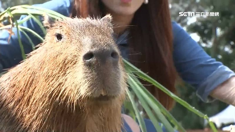 滑水、餵動物！埔心牧場端午超驚喜