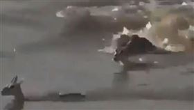 母親節,母愛,動物,鹿,鱷魚,過河（圖／翻攝自臉書）