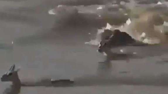 小鹿險遭鱷魚吞噬　母鹿舉動見證母愛