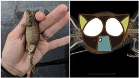 超肥蜥蜴「體內真貌」曝光　專家嚇壞（圖／翻攝自佛羅里達州博物館）